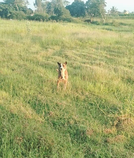 ನೀರಿಲ್ಲದ ಬಾವಿಯಲ್ಲಿ ಆಕಸ್ಮಿಕವಾಗಿ ನಾಯಿಯು ಕಾಲು ಜಾರಿ  ಬಾವಿಗೆ,  ಚಿಕ್ಕಬಳ್ಳಾಪುರ ಜಿಲ್ಲೆಯ ಚಿಕ್ಕಬಳ್ಳಾಪುರ ತಾಲೂಕಿನ  ಅಂದರ್ಲಹಳ್ಳಿ ಗ್ರಾಮದಲ್ಲಿ ನರಸಿಂಹ ಗೌಡ  ಎಂಬುವವರ ಹೊಲದಲ್ಲಿ    ಅಂದಾಜು 30x30 ಅಡಿ ವಿಸ್ತಾರವಾದ 80  ಅಡಿ ಆಳದ ತೇರೆದ ನೀರಿಲ್ಲದ ಬಾವಿಯಲ್ಲಿ ಆಕಸ್ಮಿಕವಾಗಿ ನಾಯಿಯು ಕಾಲು ಜಾರ